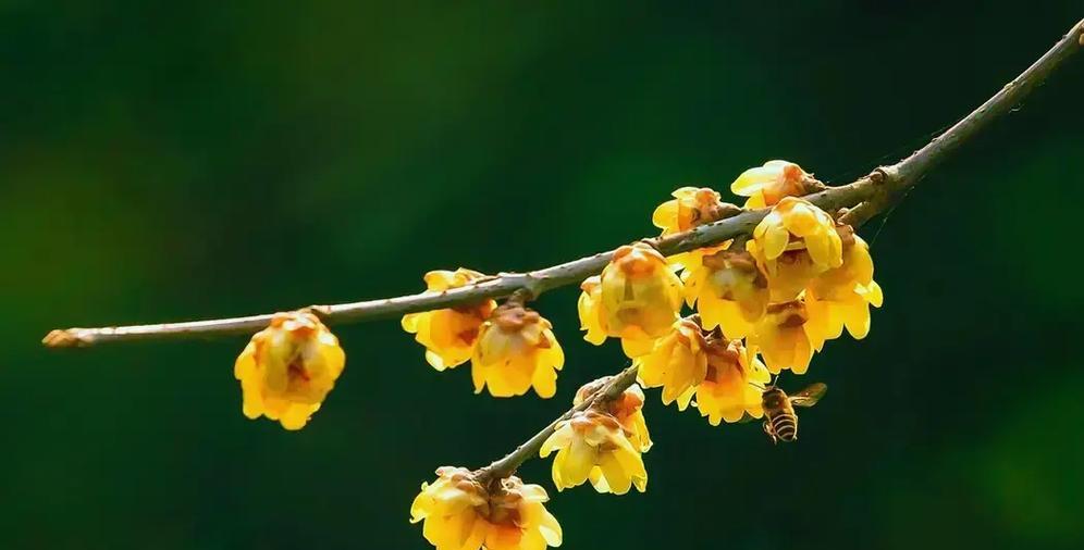 蜡梅花的花语有哪些？蜡梅花象征着什么？