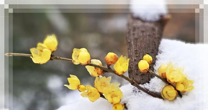 蜡梅花的花语有哪些？蜡梅花象征着什么？