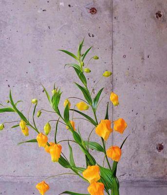 宫灯鲜切花的花语是什么？宫灯花代表了什么？