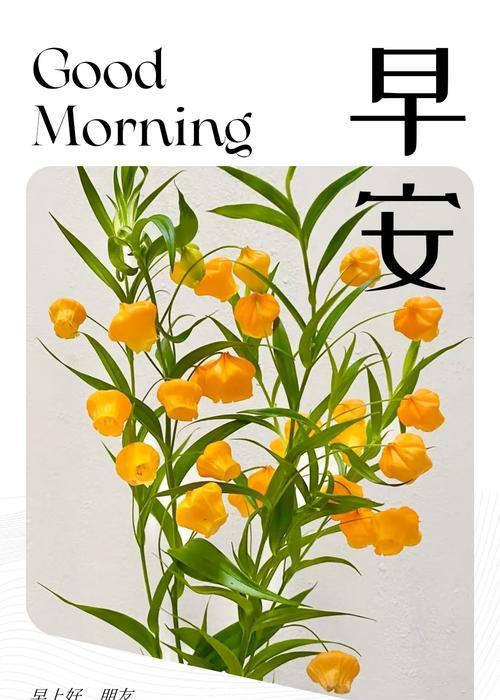 宫灯鲜切花的花语是什么？宫灯花代表了什么？