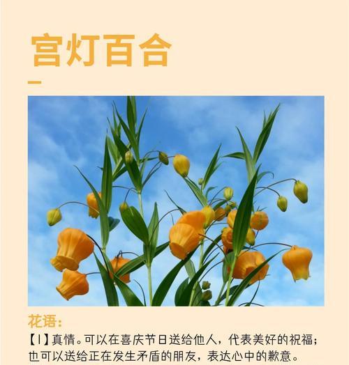 宫灯鲜切花的花语是什么？宫灯花代表了什么？