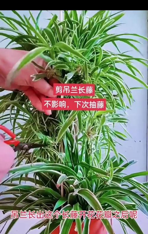 吊兰开花的花语是什么？吊兰的寓意有哪些？