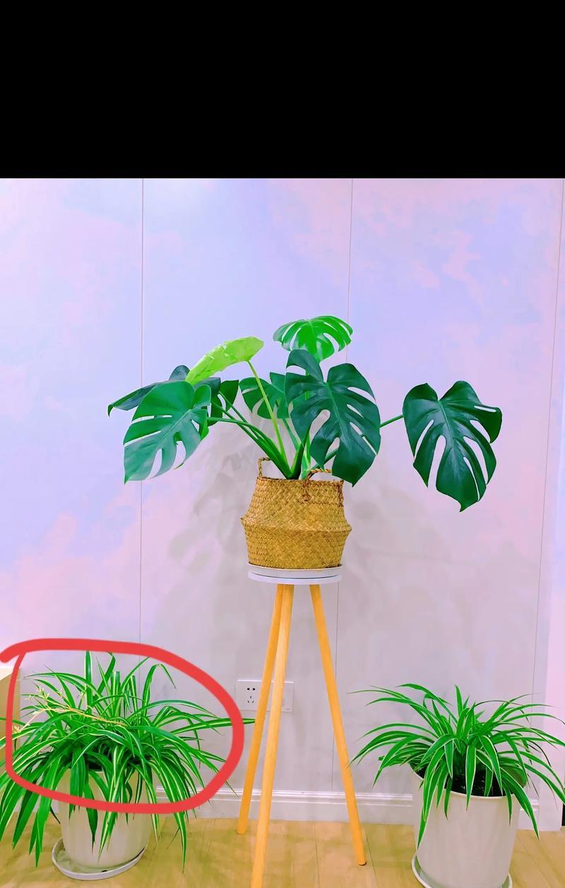 吊兰开花的花语是什么？吊兰的寓意有哪些？