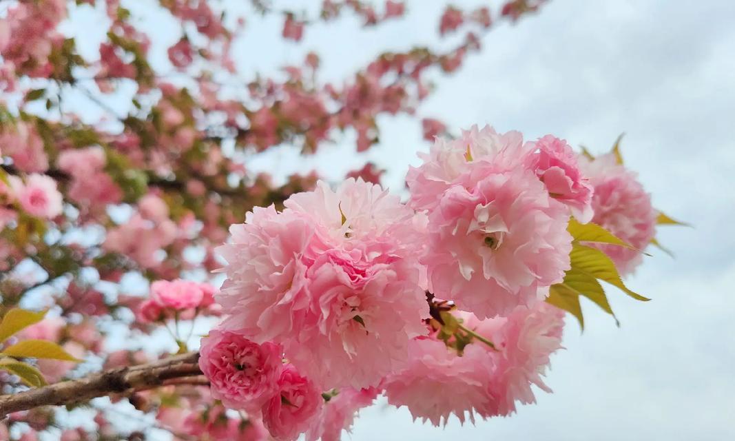 樱花的花语有哪些？不同樱花品种代表了什么？