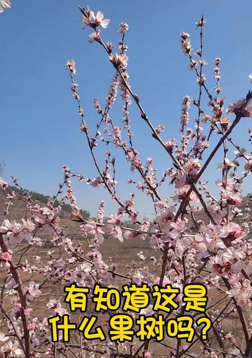 果树开花的花语是什么？果树花象征着什么？