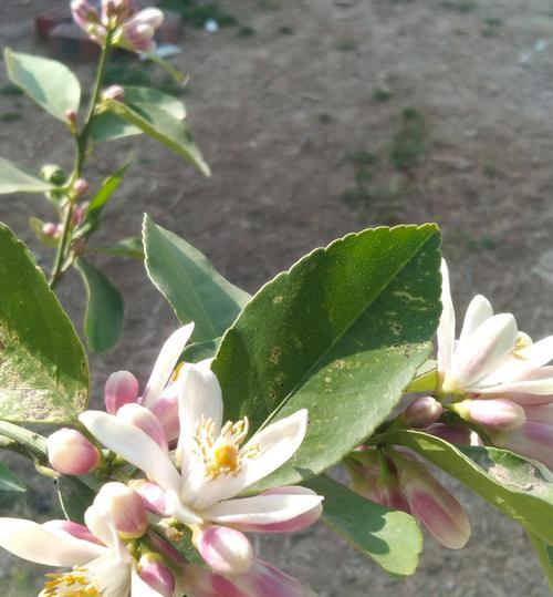 果树开花的花语是什么？果树花象征着什么？