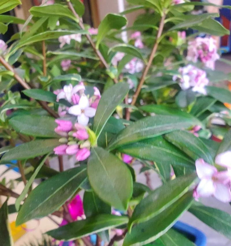 金边瑞金的花语是什么？金边瑞金代表了什么？