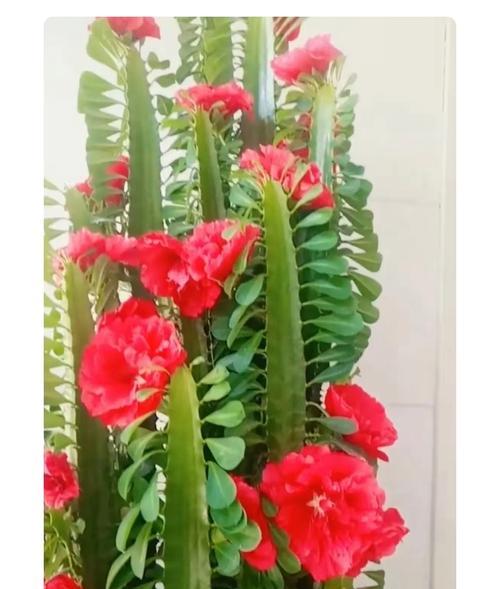 龙骨花的花语有哪些？龙骨花象征着什么？