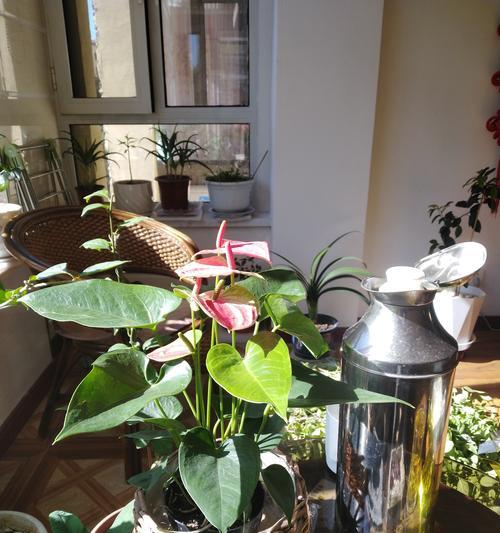 彩虹盆栽的花语是什么？彩虹盆栽代表了什么？