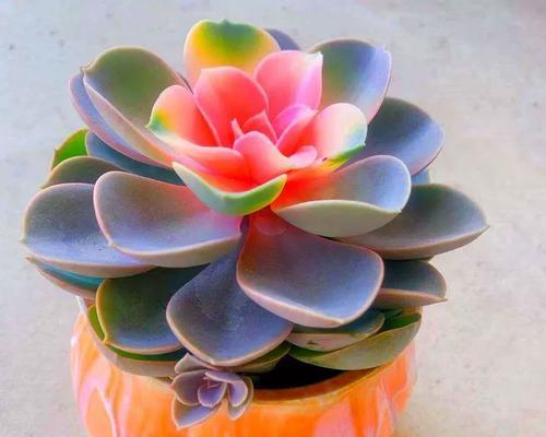 彩虹盆栽的花语是什么？彩虹盆栽代表了什么？
