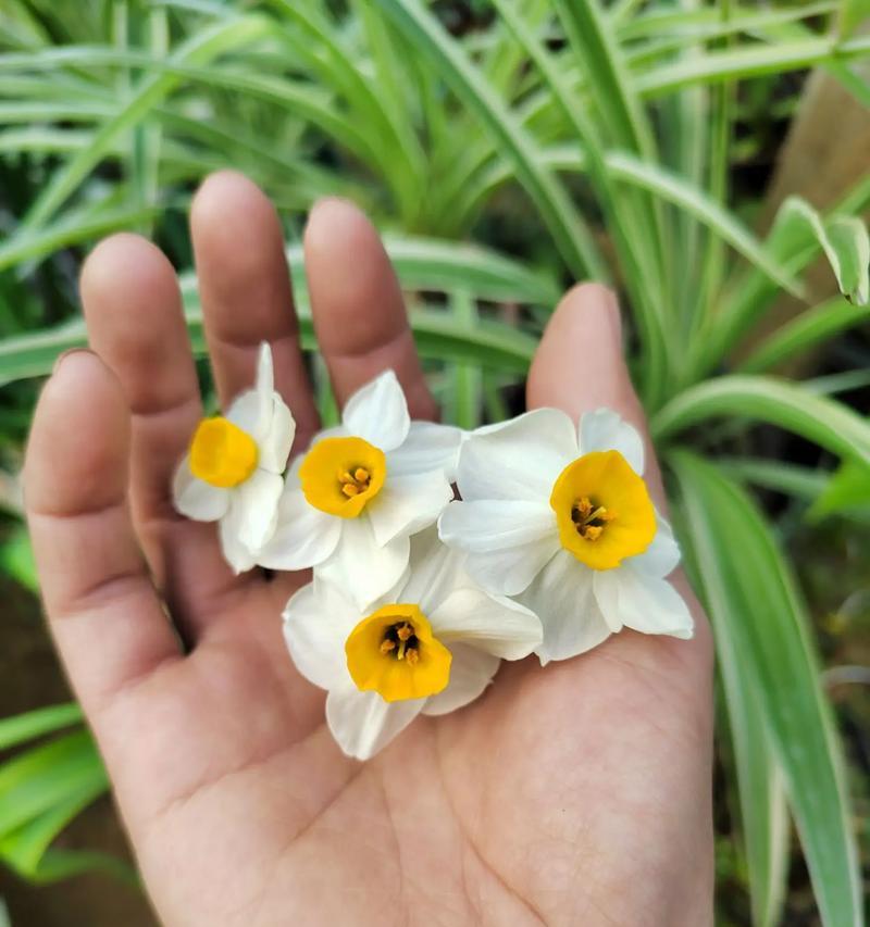 冬葵花的花语是什么？冬葵花象征着什么？