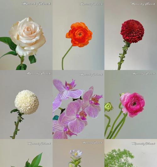 冬葵花的花语是什么？冬葵花象征着什么？