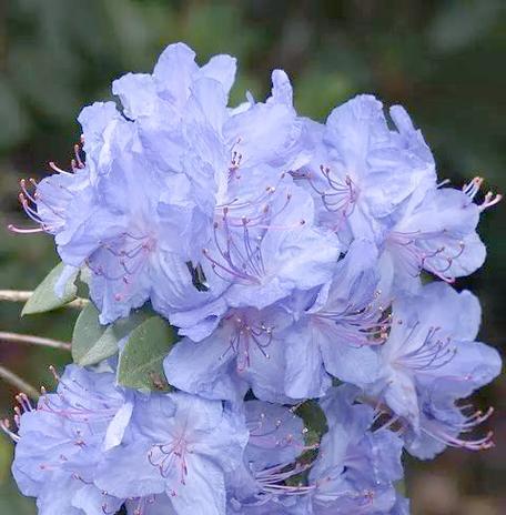 杜英花的花语有哪些？杜英花代表了什么？