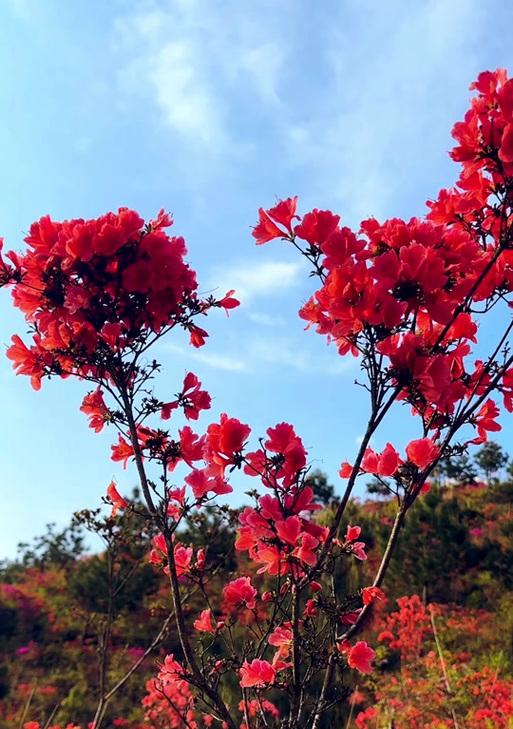 杜英花的花语有哪些？杜英花代表了什么？