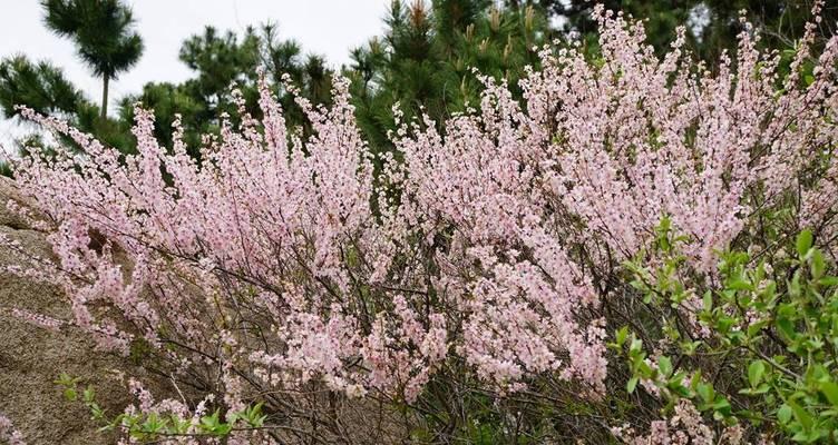 郁李花的花语是什么？郁李花象征着什么困难？