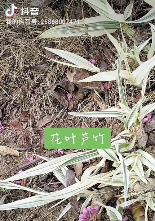 芦竹花语寓意有哪些？如何用芦竹表达情感？