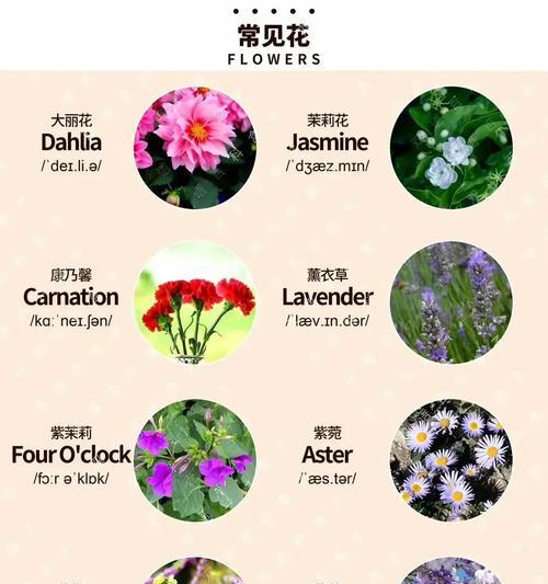 海寿花花语是什么？如何用海寿花传递祝福？