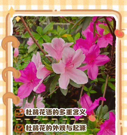 海寿花花语是什么？如何用海寿花传递祝福？