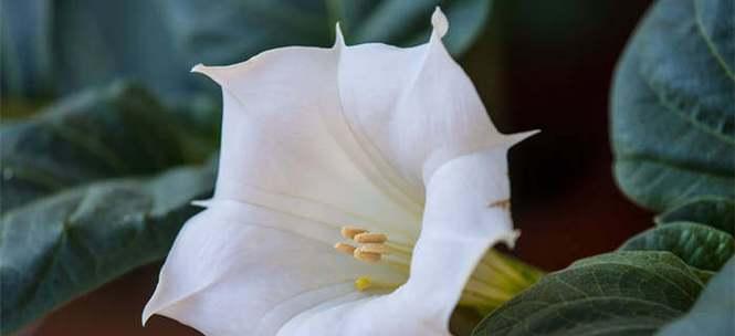 穗子花的花语含义是什么？如何用穗子花装饰家居？