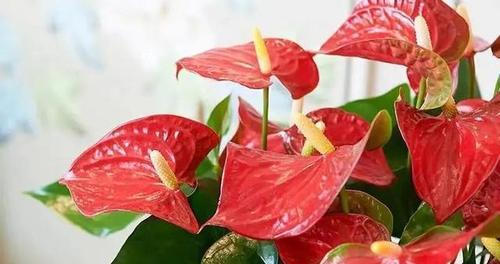 穗子花的花语含义是什么？如何用穗子花装饰家居？
