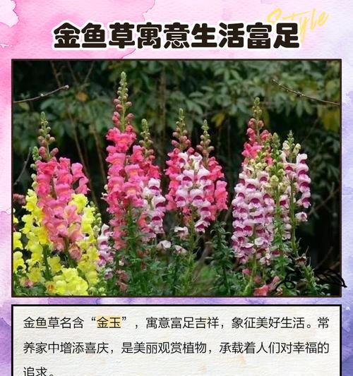 小金鱼的花语是什么？如何用小金鱼花表达爱意？
