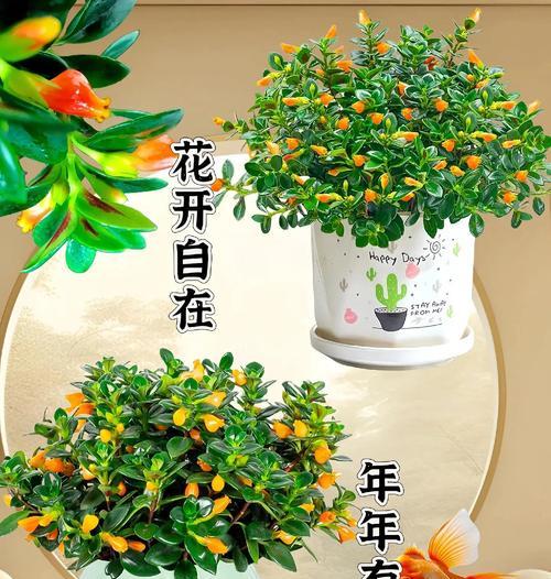 小金鱼的花语是什么？如何用小金鱼花表达爱意？