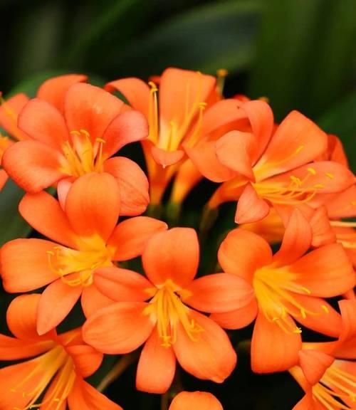 哪种花代表财富？花语财富的花有哪些？