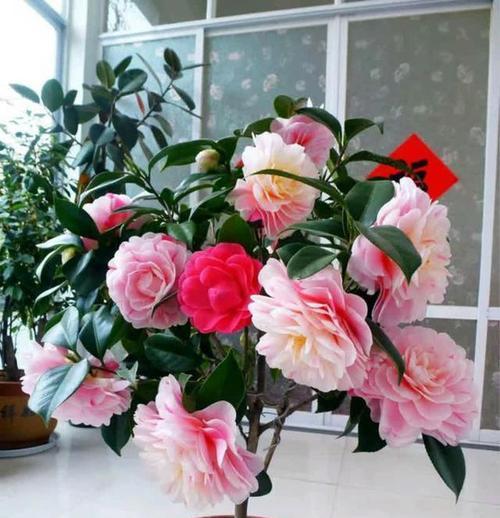 哪种花代表财富？花语财富的花有哪些？