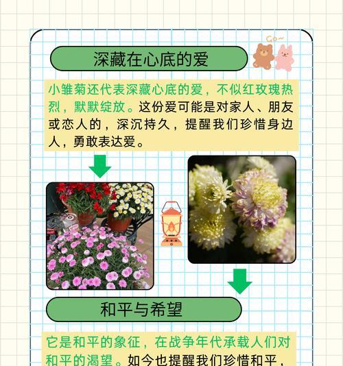 混合雏菊花语是什么？如何搭配不同雏菊表达情感？