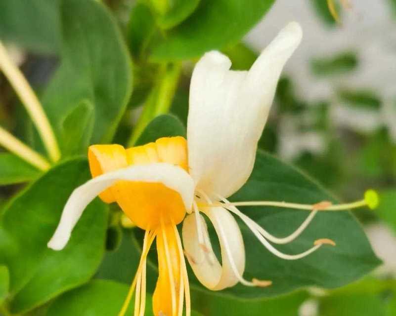 双线藤的花语代表什么？如何用双线藤装饰家园？