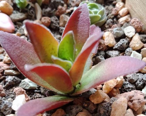 红叶祭的花语有何特别之处？如何在红叶祭中使用花卉？