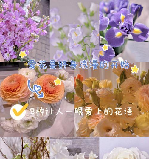 千岛飞燕花语有何寓意？如何用千岛飞燕传递祝福？