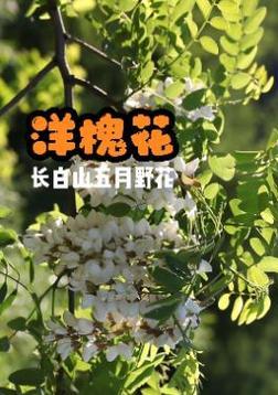 槐花的花语是什么？了解槐花背后的文化含义？