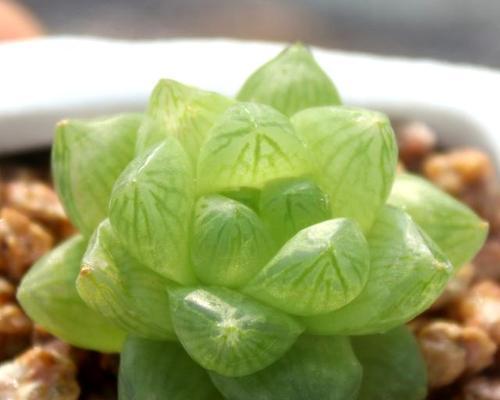 蝉玉露的花语是什么？探索蝉玉露的独特象征意义？