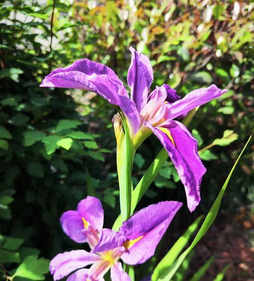 蝉玉露的花语是什么？探索蝉玉露的独特象征意义？