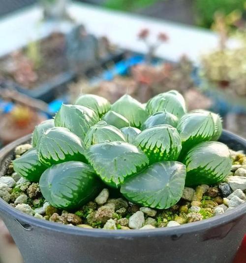 蝉玉露的花语是什么？探索蝉玉露的独特象征意义？