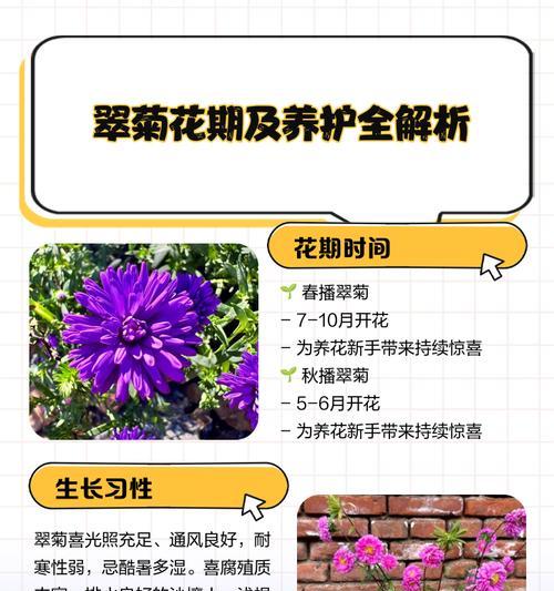 河南翠菊花语有哪些？河南翠菊代表了什么？
