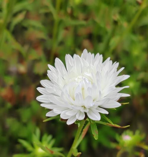 河南翠菊花语有哪些？河南翠菊代表了什么？