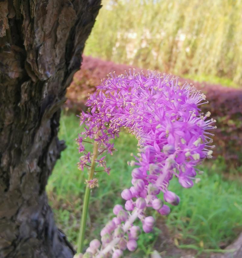 松树梅的花语是什么？松树梅象征着什么？