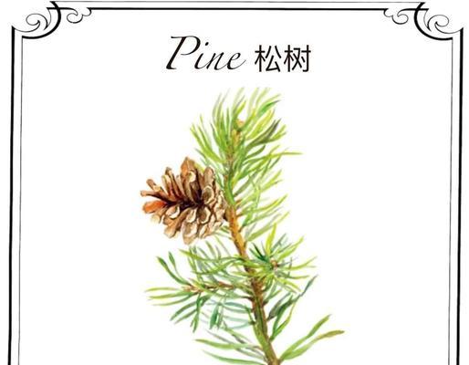 松树梅的花语是什么？松树梅象征着什么？