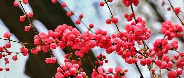 松树梅的花语是什么？松树梅象征着什么？