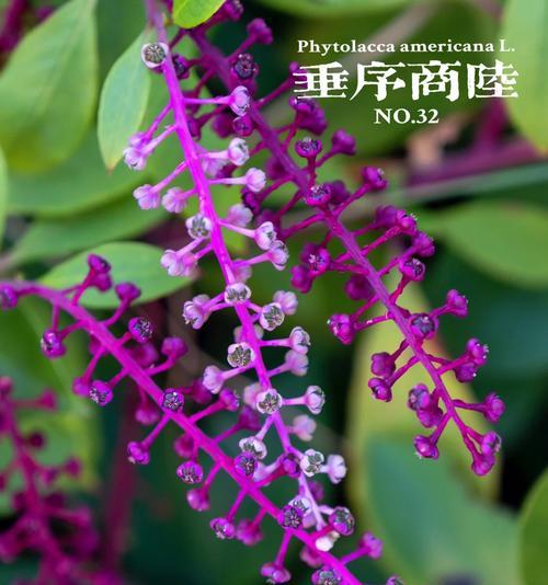美洲商陆花语是什么？美洲商陆的寓意是什么？