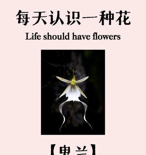 兰花的解花语是什么？兰花的花语有哪些含义？