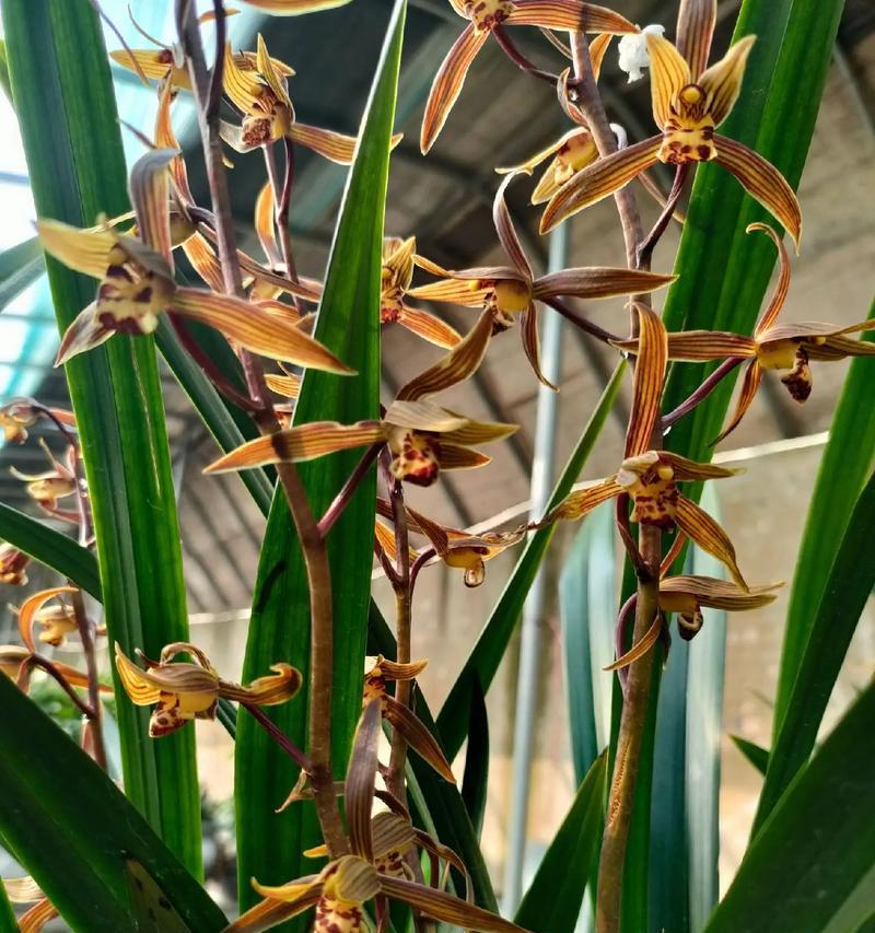 兰花的解花语是什么？兰花的花语有哪些含义？