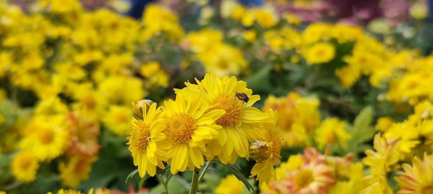 爱菊花的花语是什么？爱菊花代表了什么情感？