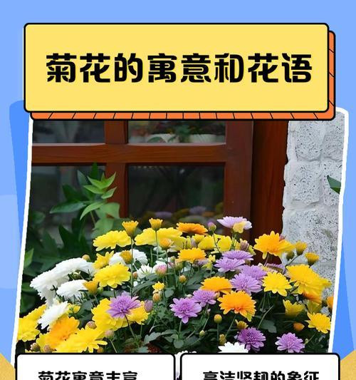 爱菊花的花语是什么？爱菊花代表了什么情感？
