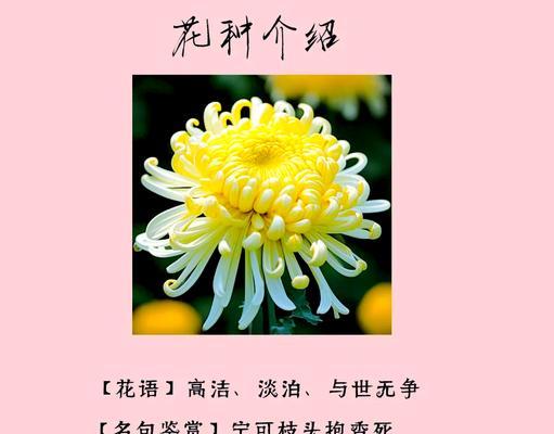 爱菊花的花语是什么？爱菊花代表了什么情感？