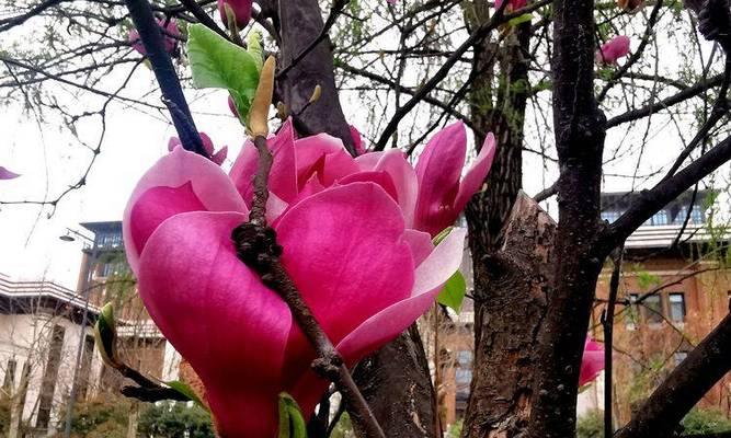 白兰玉花的花语是什么？白兰玉花象征着什么？