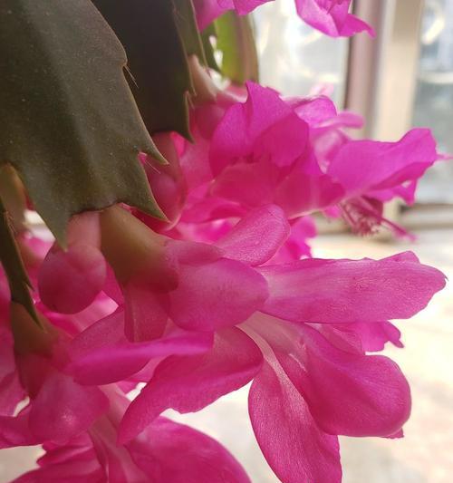 白兰玉花的花语是什么？白兰玉花象征着什么？