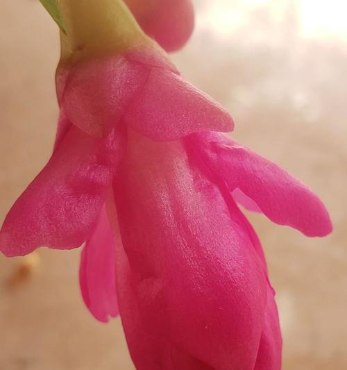 白兰玉花的花语是什么？白兰玉花象征着什么？